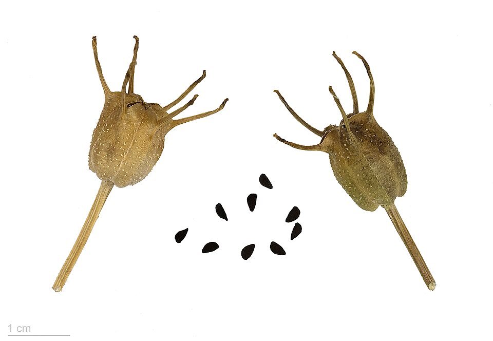 Kalo Jeera 100g